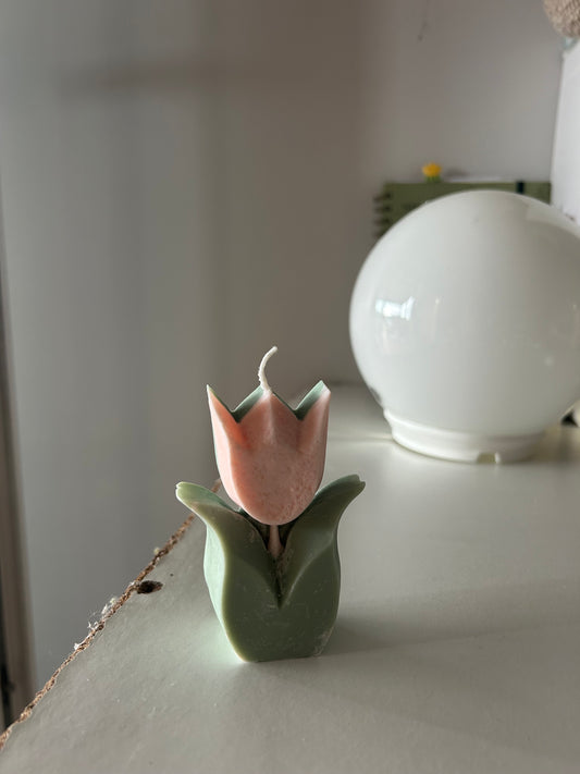 Tulipán